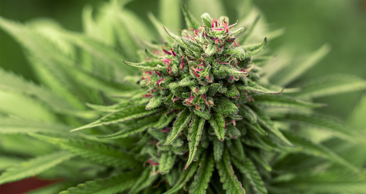cannabis terpenes.jpg