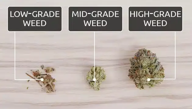 Bad Reggie Weed vs. Mids Weed vs. Top Shelf Dank Weed