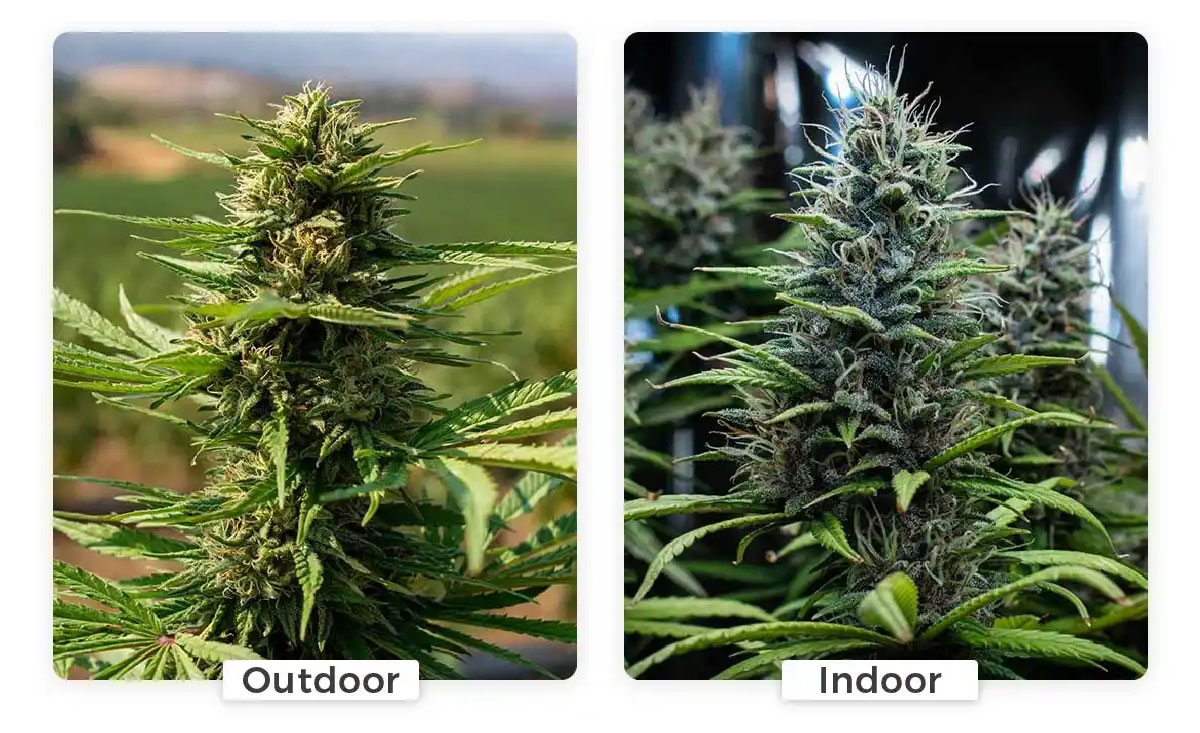 Indoor vs outdoor cannabis plant