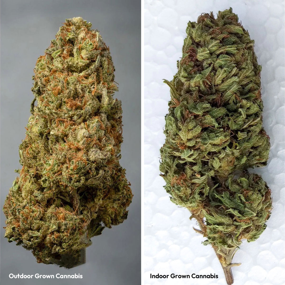 Indoor vs outdoor grown cannabis