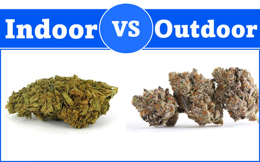 Indoor vs outdoor grown cannabis