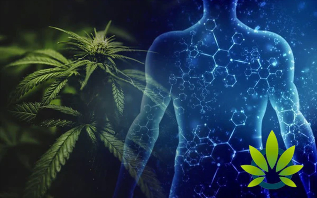 Why-Is-the-Cannabis-First-Pass-Effect-Crucial