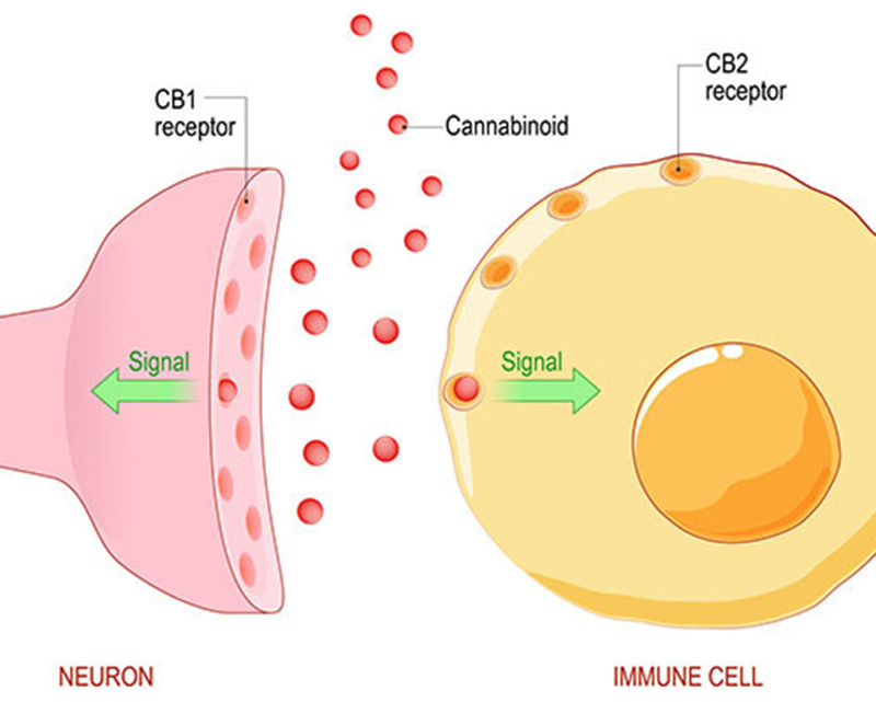 CB1 CB2 Receptors